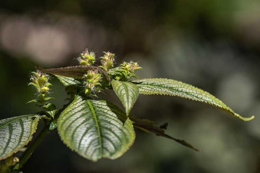 Strobilanthes auriculata var. dyeriana