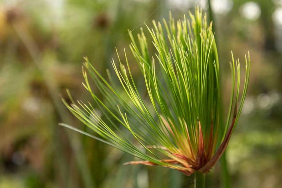 Cyperus papyrus