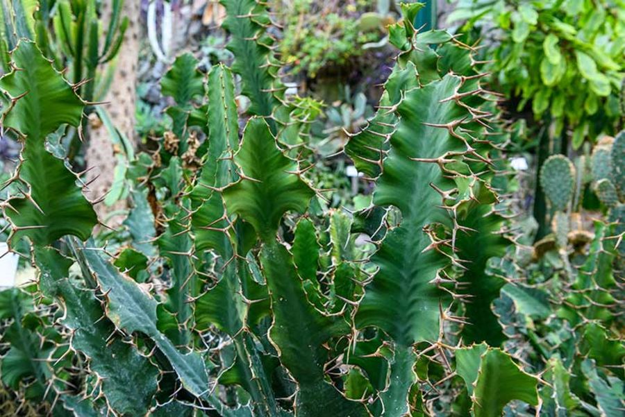 Euphorbia grandicornis