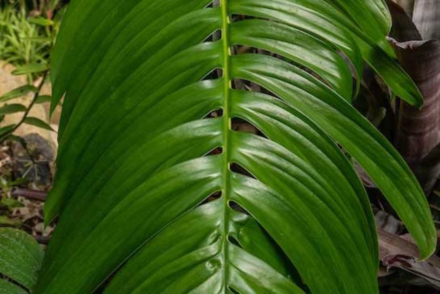 Rhaphidophora decursiva