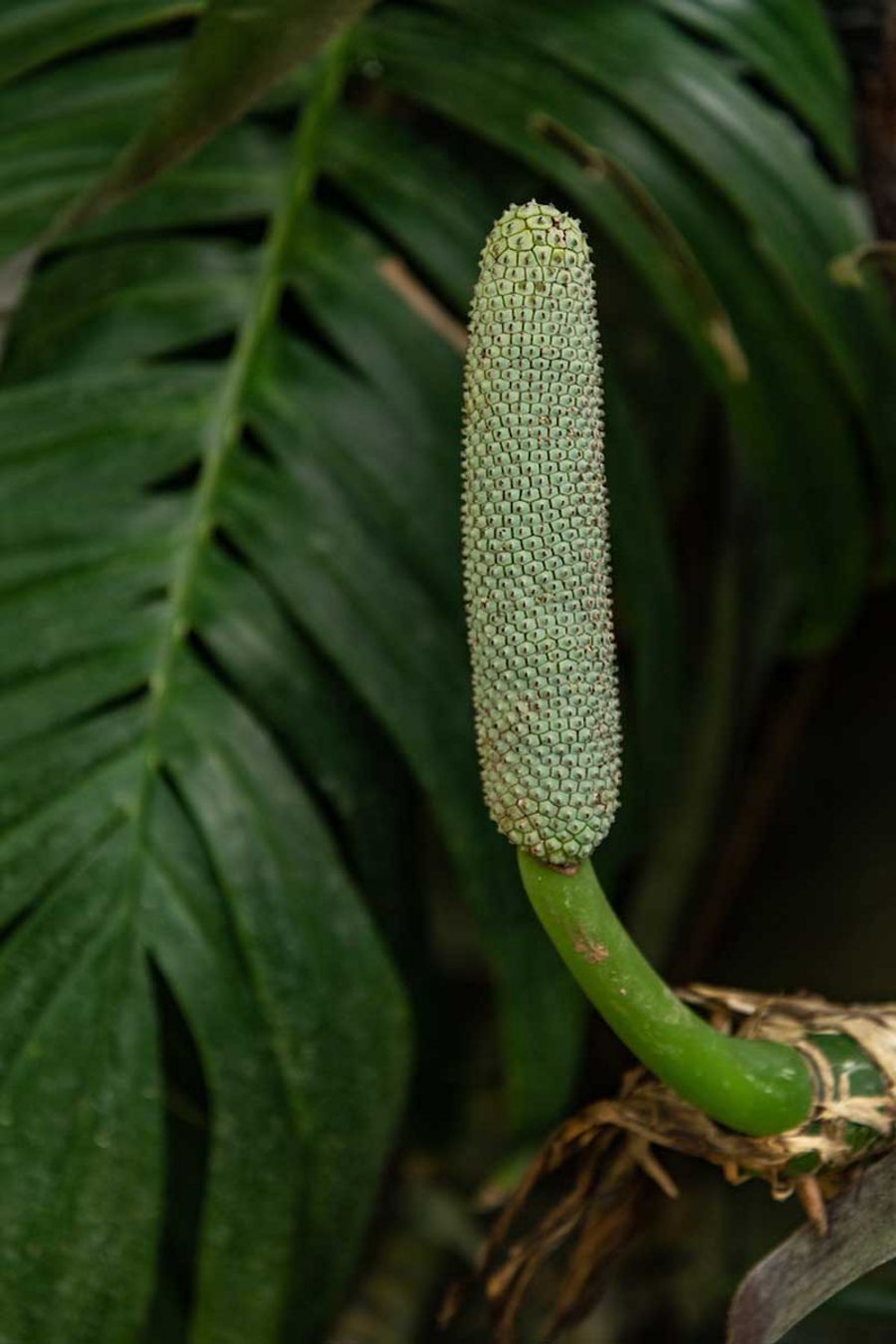Rhaphidophora decursiva