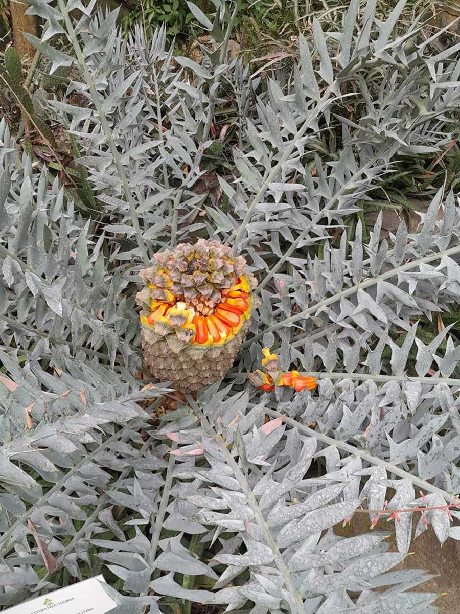 Encephalartos horridus