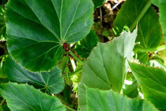 Begónia Manicata
